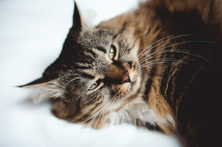 The Psychological Benefits of Owning an Emotional Support Animal