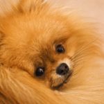 Understanding the Different Types of Dog and Cat Brushes