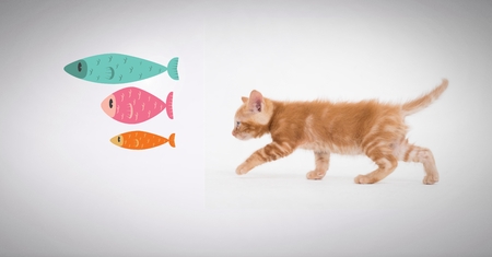 Choosing the Right Food for Your Fish
