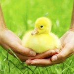 Homemade Bird Food Recipes: Healthy and Nutritious Meal Ideas