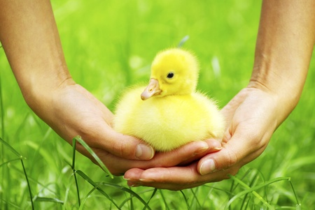 Homemade Bird Food Recipes: Healthy and Nutritious Meal Ideas