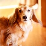 Choosing the Right Therapy or Emotional Support Animal for You
