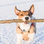 Seasonal Grooming Tips: Adjusting Your Routine for Hot and Cold Weather