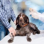 The Impact of Diet on Small Pet Dental Health: Foods That Support Strong Teeth