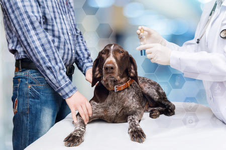 The Impact of Diet on Small Pet Dental Health: Foods That Support Strong Teeth