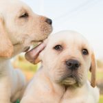 The Connection Between Herd Immunity and Pet Vaccinations