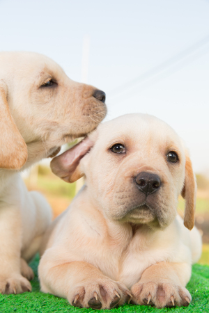 The Connection Between Herd Immunity and Pet Vaccinations