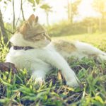 How to Keep Your Garden Safe for Pets: Toxic Plants and Pet-Friendly Alternatives