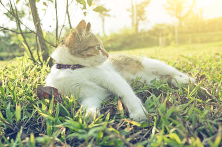 How to Keep Your Garden Safe for Pets: Toxic Plants and Pet-Friendly Alternatives