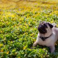 Understanding Breed-Specific Exercise Needs: A Comprehensive Guide