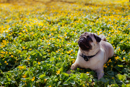 Understanding Breed-Specific Exercise Needs: A Comprehensive Guide