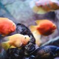 LED vs. Fluorescent Aquarium Lighting: Which is Best for Your Tank?