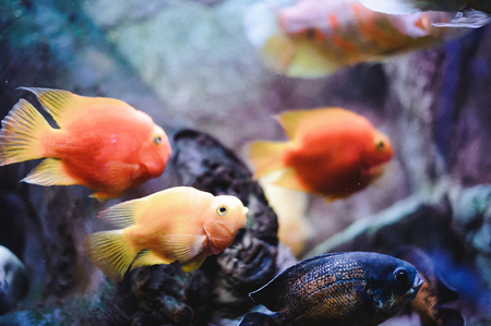 LED vs. Fluorescent Aquarium Lighting: Which is Best for Your Tank?