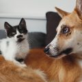 Common Myths and Misconceptions About Pet Insurance