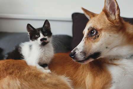 Common Myths and Misconceptions About Pet Insurance