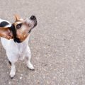How Pet Insurance Can Save You Thousands on Emergency Vet Bills