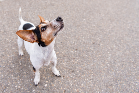 How Pet Insurance Can Save You Thousands on Emergency Vet Bills