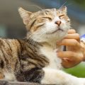 Why Does My Cat Bite? Reasons and How to Correct the Behavior