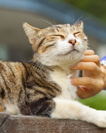 Why Does My Cat Bite? Reasons and How to Correct the Behavior