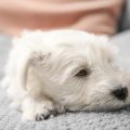 How to Reduce Stress and Anxiety in Small Pets