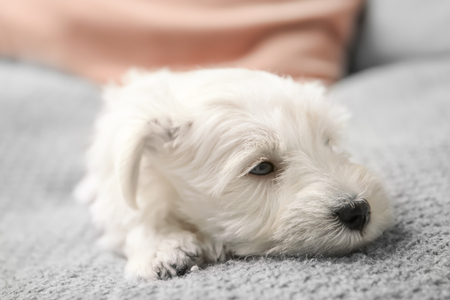 How to Reduce Stress and Anxiety in Small Pets