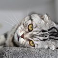 Safe and Natural Remedies for Common Cat Ailments