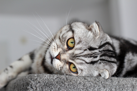 Safe and Natural Remedies for Common Cat Ailments