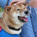 How to Handle Matted Fur: Safe and Effective Solutions for Your Dog’s Coat