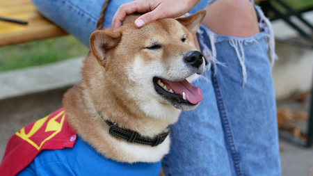 How to Handle Matted Fur: Safe and Effective Solutions for Your Dog’s Coat