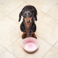 The Dangers of Human Food for Dogs: What They Can and Can’t Eat