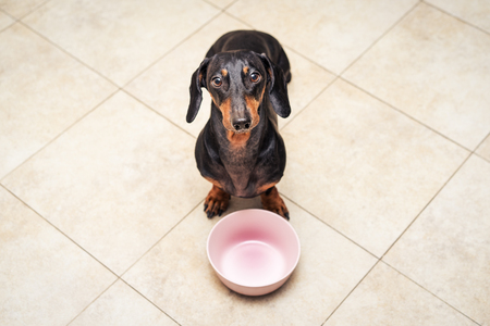 The Dangers of Human Food for Dogs: What They Can and Can’t Eat