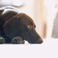 Dealing with a Snoring Dog: Causes and Remedies for Better Sleep
