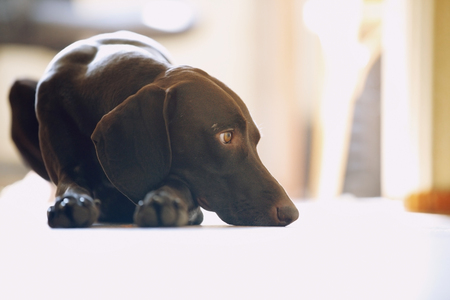 Dealing with a Snoring Dog: Causes and Remedies for Better Sleep