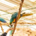 Safe and Unsafe Foods for Pet Birds: What You Need to Know
