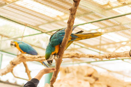Safe and Unsafe Foods for Pet Birds: What You Need to Know