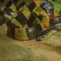 Best Enclosure Types for Reptiles, Amphibians, and Small Mammals: Pros and Cons