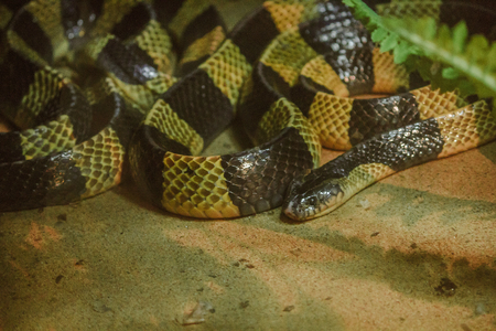 Best Enclosure Types for Reptiles, Amphibians, and Small Mammals: Pros and Cons