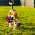 How to Prevent Injuries While Exercising Your Dog