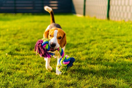 How to Prevent Injuries While Exercising Your Dog