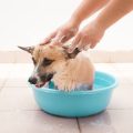 Ensuring a Safe, Escape-Proof Habitat for Small Pets