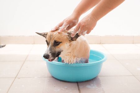 Ensuring a Safe, Escape-Proof Habitat for Small Pets