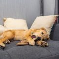 The Best Multi-Cat Toys for Households with More Than One Feline