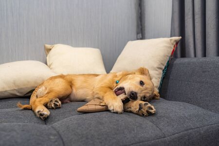 The Best Multi-Cat Toys for Households with More Than One Feline