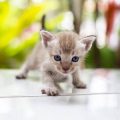 How to Keep Your Indoor Cat Active and Mentally Stimulated