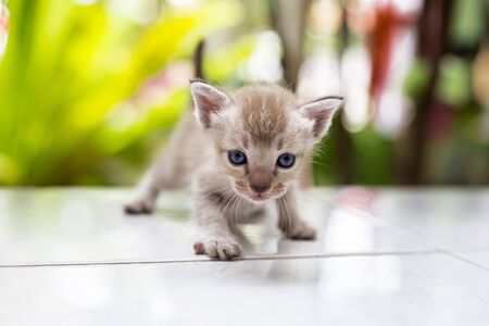 How to Keep Your Indoor Cat Active and Mentally Stimulated