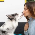 Dealing with Obesity in Small Pets: Causes, Prevention, and Solutions
