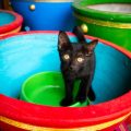 Should You Let Your Cat Play with Household Items? The Do’s and Don’ts