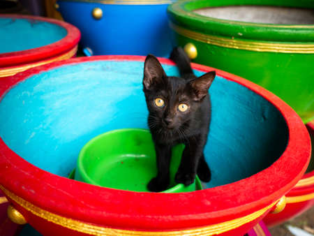 Should You Let Your Cat Play with Household Items? The Do’s and Don’ts
