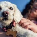The Role of Positive Reinforcement in Training Exotic Pets