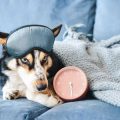 The Science Behind Pet Comfort: What Makes a Bed Cozy?